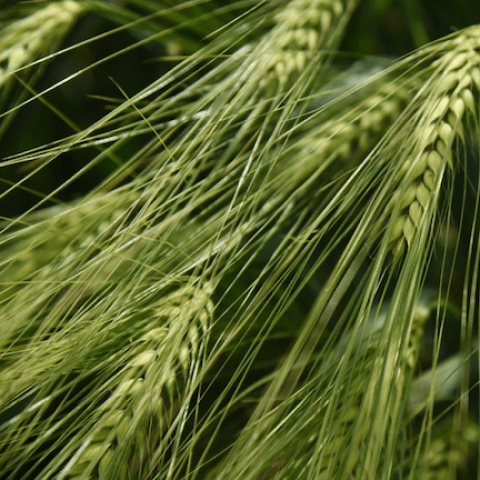 Malting barley. Photo by Jenn Thomas-Murphy